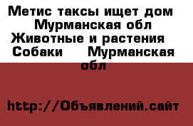 Метис таксы ищет дом - Мурманская обл. Животные и растения » Собаки   . Мурманская обл.